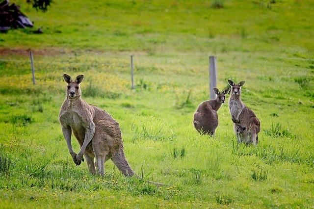 Seorang Lelaki Bergusti Dengan Kangaroo. Minit 1.48 Tidak Disangka-sangka