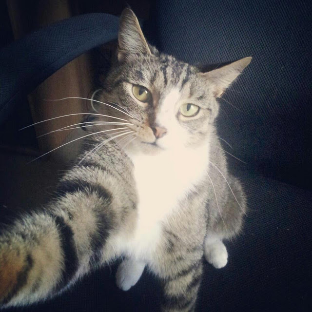 Ibu-ibu Pasti Sayang Pada Kucing Ini. Saksikan Kenapa