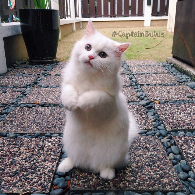 Kucing Ini Bermain Kejar-Kejar Dengan Tuan.Oh Comelnya!