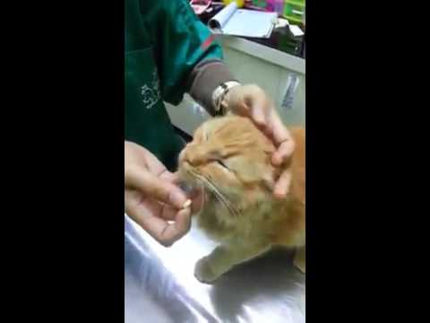 Ini Skill Yang Perlu Ada Pada Semua Pemilik Kucing