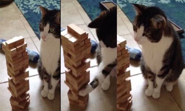 Aksi Dan Kepintaran Kucing Ini Buat Kami Rasa Tercabar. Hebatnya!