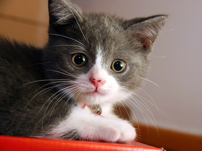 5 Idea Bijak Untuk Kucing Kesayangan Anda. #4 Dapat Selamatkan Perabot