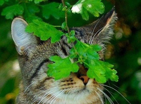 26 Gambar Kucing Yang Sungguh Yakin Mereka Tidak Dapat Dikesan. Ye ke?