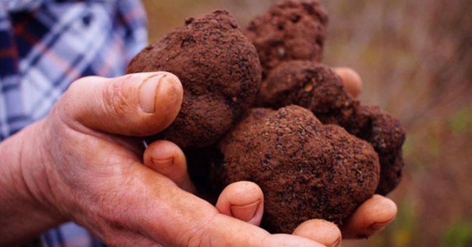 Kenali Truffle, Antara Bahan Makanan Termahal Di Dunia