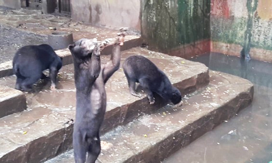 Beruang Kelaparan, Zoo Bandung Didesak Tutup