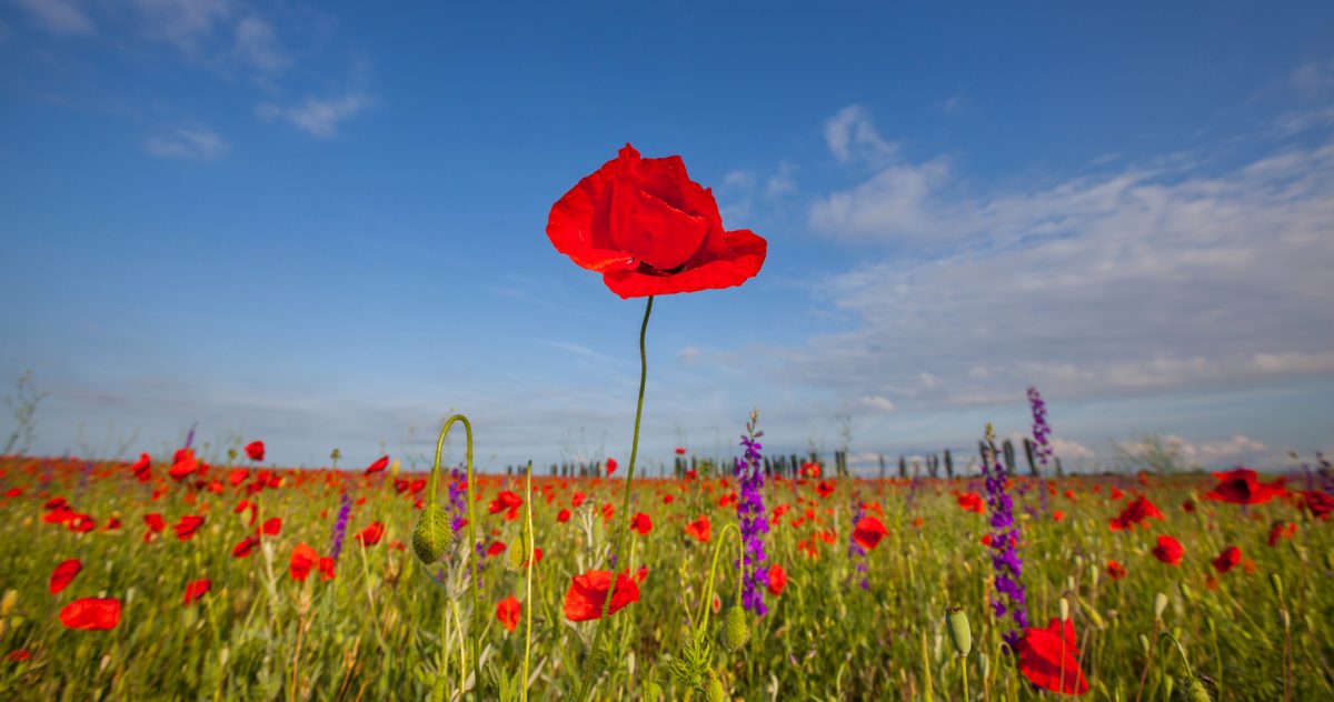 Apa Masalah Netizen Penghidap Sindrom Tall Poppy