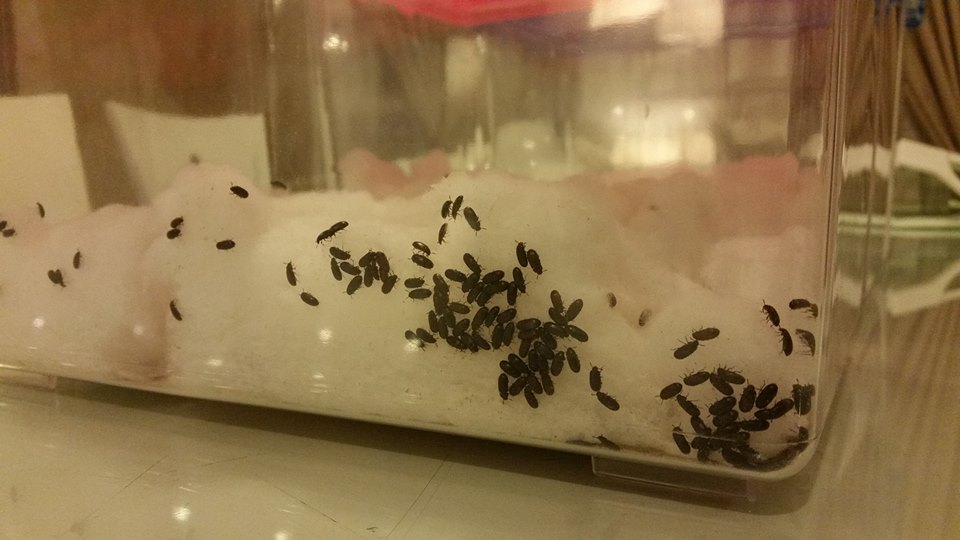 Bagaimana Bubuk Jawa Mampu Menghilangkan Penyakit Gout Saya