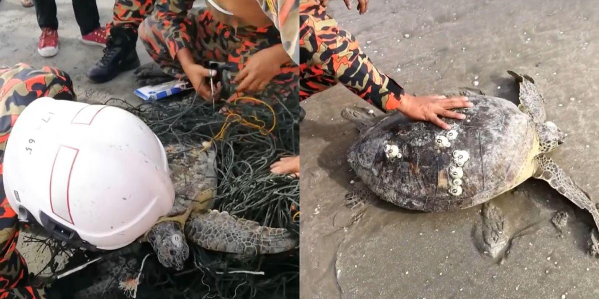 Bomba Malaysia Curi Perhatian Netizen Antarabangsa Selepas Selamatkan Penyu Tersangkut Di Jaring