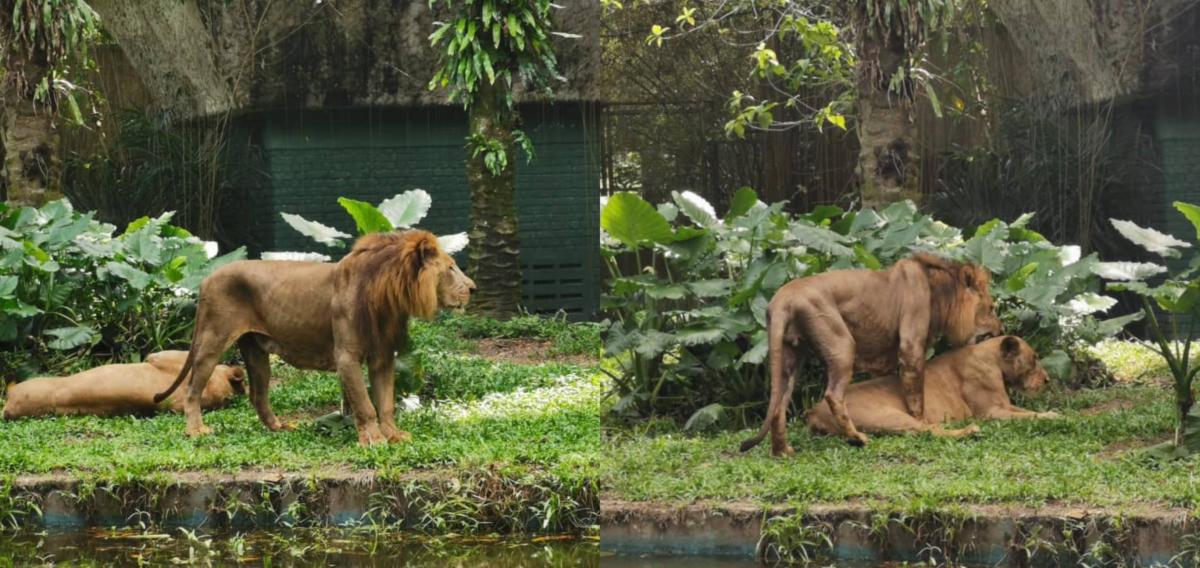 'Manja Kani' Kurus Kerana Sibuk Memikat Singa Betina Untuk Mengawan
