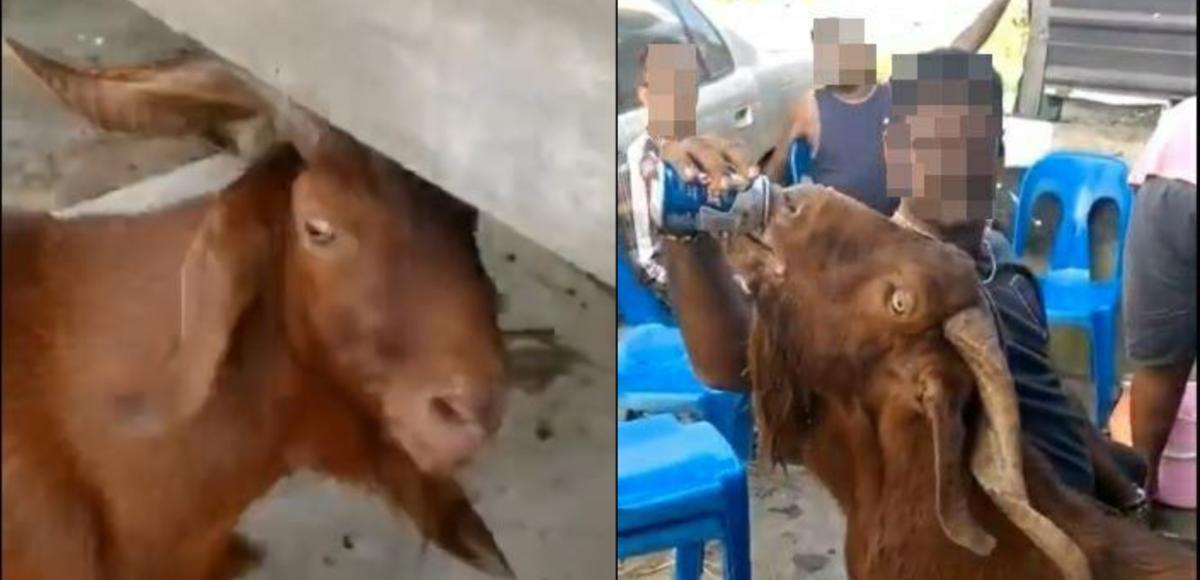 Kejam Dan Zalim, Kumpulan Lelaki Dipercayai Dari Malaysia Beri Kambing Minuman Keras