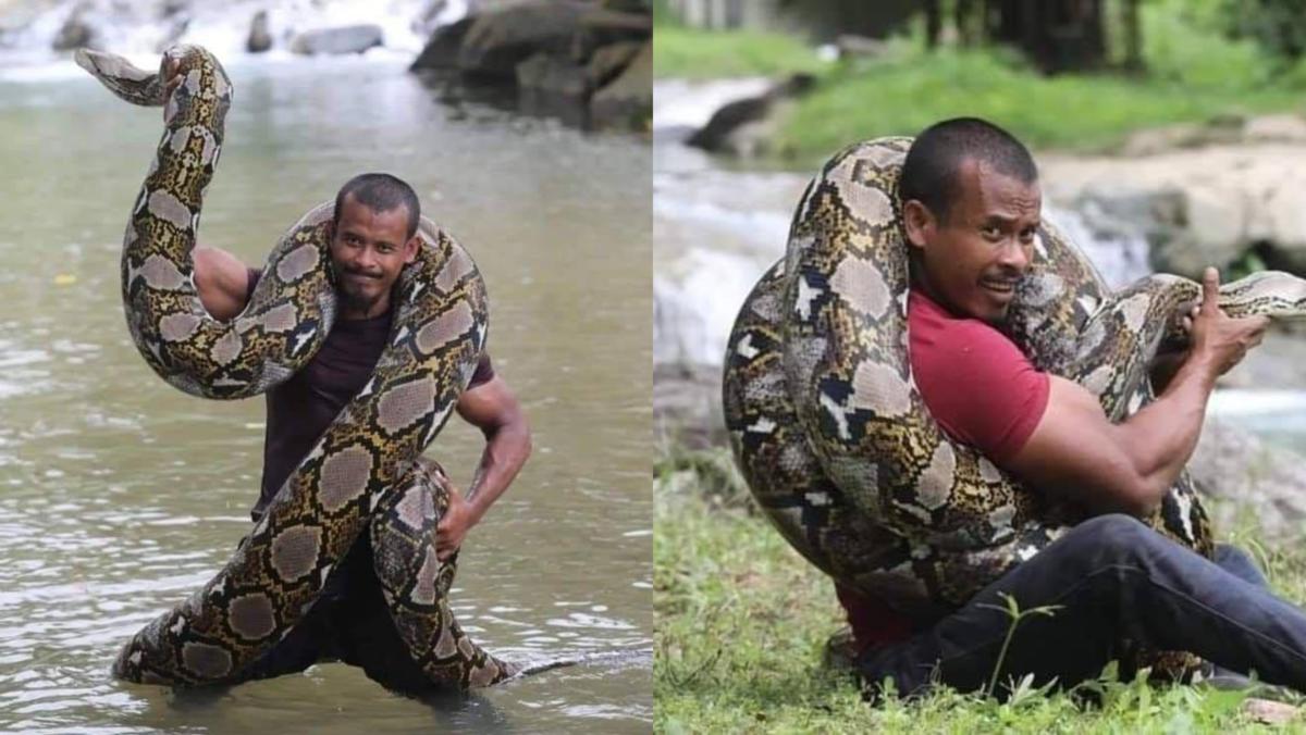 Ular Sawa Batik Seberat 220KG Jadi Haiwan Peliharaan Lelaki Dari Pulau Pinang Ini