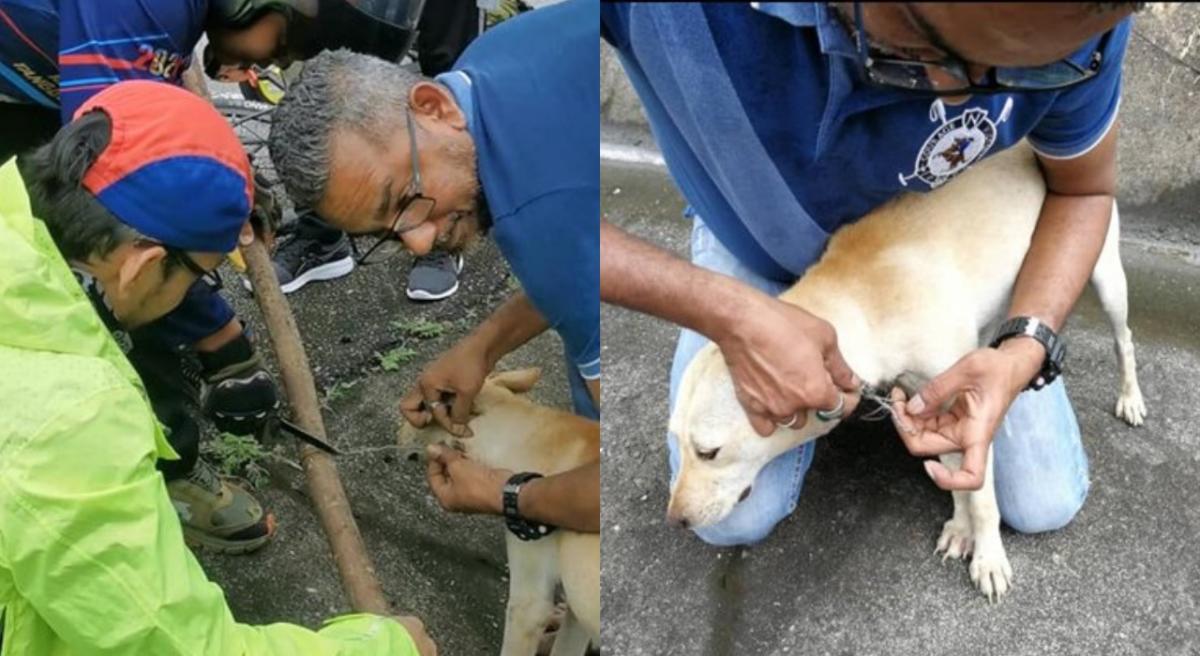 Geng Basikal Dan Orang Awam Bantu Selamatkan Anjing Di Lebuhraya Karak