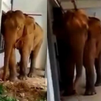 Perhilitan Jelaskan Kejadian Gajah Masuk Sekolah Bukan Kali Pertama Berlaku