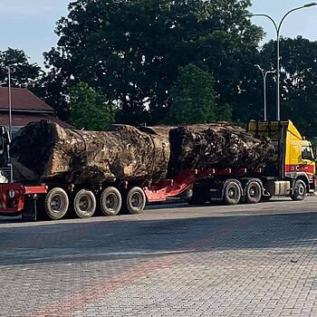 Tular Gambar Kayu Balak Saiz 'Luar Biasa', Jabatan Perhutanan Pahang Tampil Jelaskan Perkara Sebenar