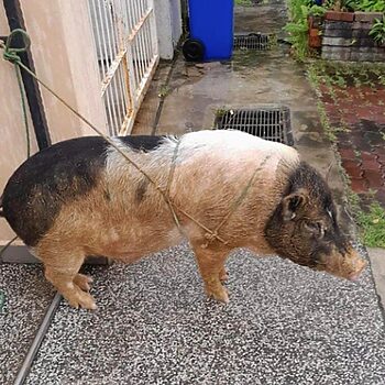 Bela Babi Sebagai 'Pet' Di Taman Perumahan, Tindakan Individu Ini Undang Perhatian Netizen