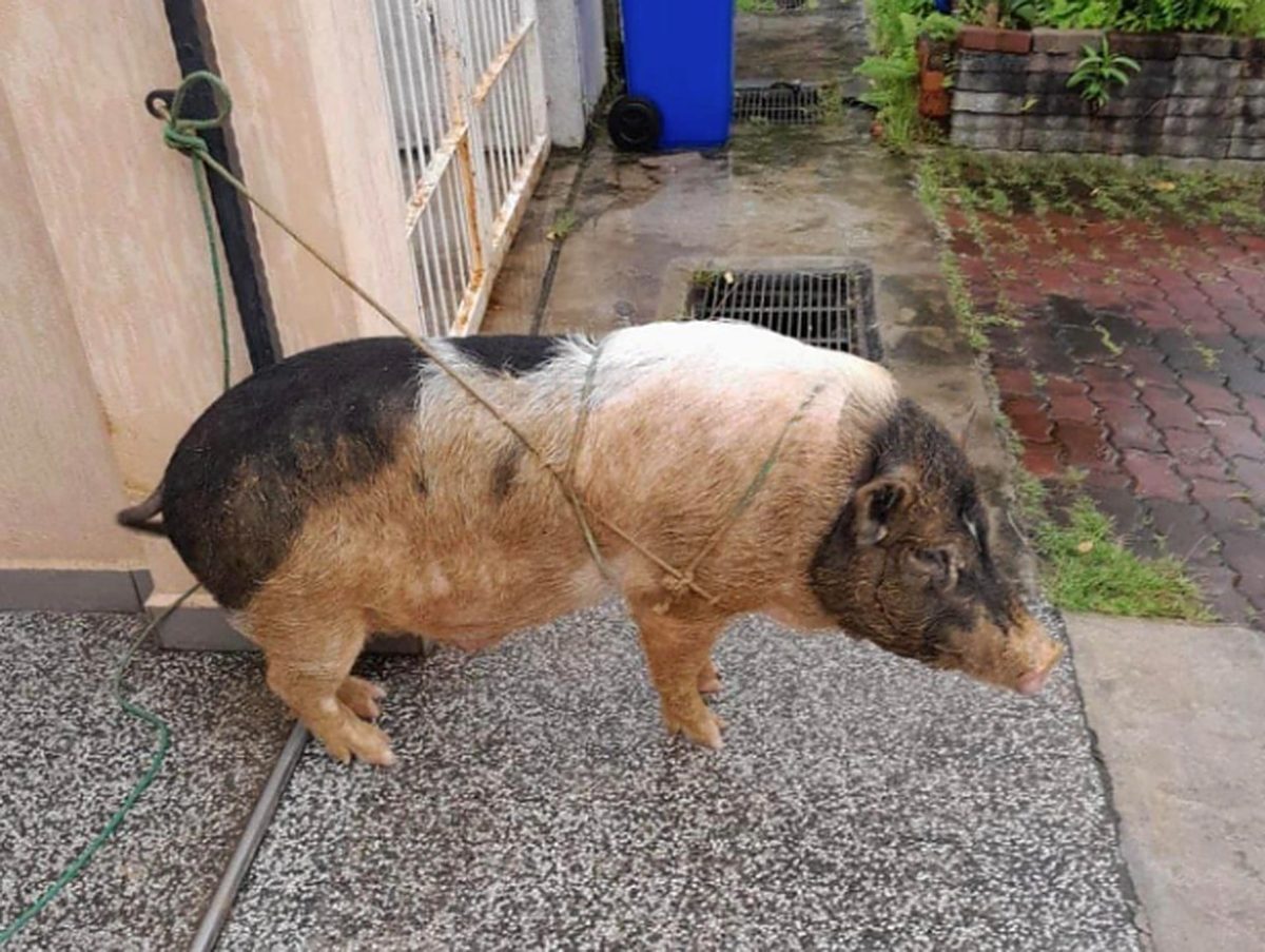 Bela Babi Sebagai 'Pet' Di Taman Perumahan, Tindakan Individu Ini Undang Perhatian Netizen