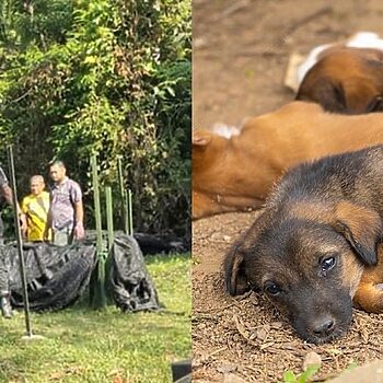 Perhilitan Buat Penjelasan Jadikan Anak Anjing Sebagai Umpan Harimau Kumbang