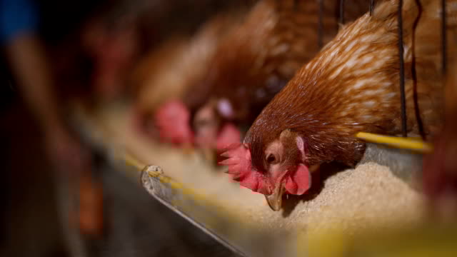 Lima Syarikat Kartel Pengeluar Makanan Ayam Kena Denda RM415 Juta