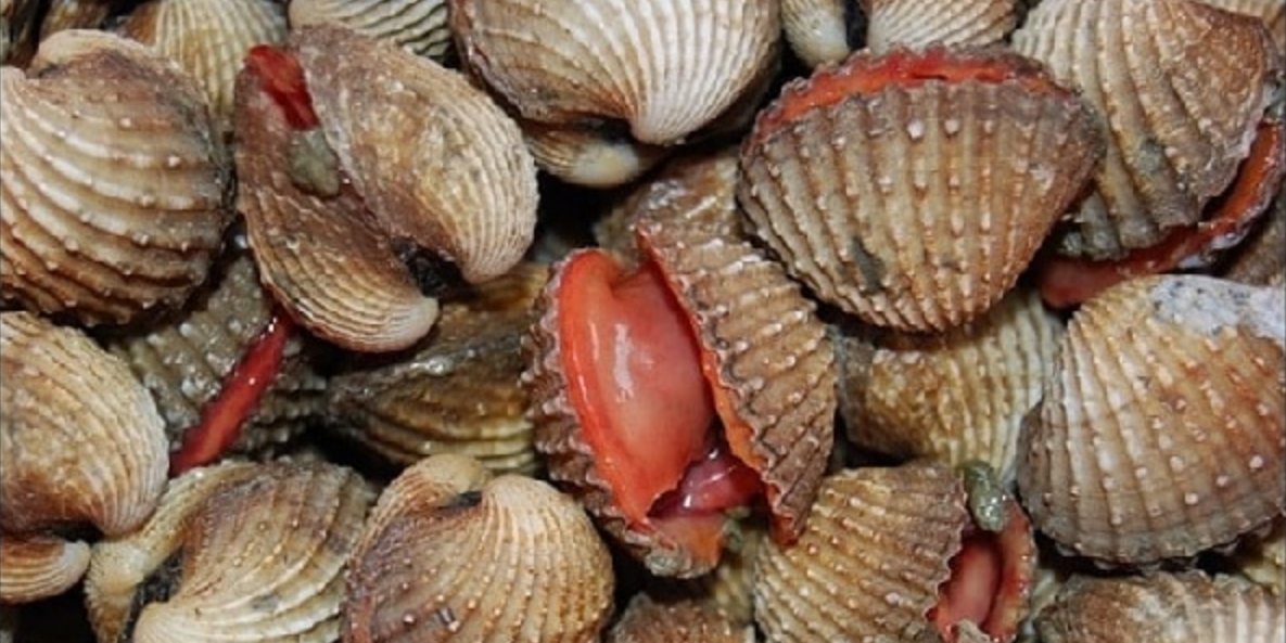 Tahap Racun Melebihi Paras Bahaya, Orang Ramai Dilarang Kutip Dan Makan Kerang Teluk Likas