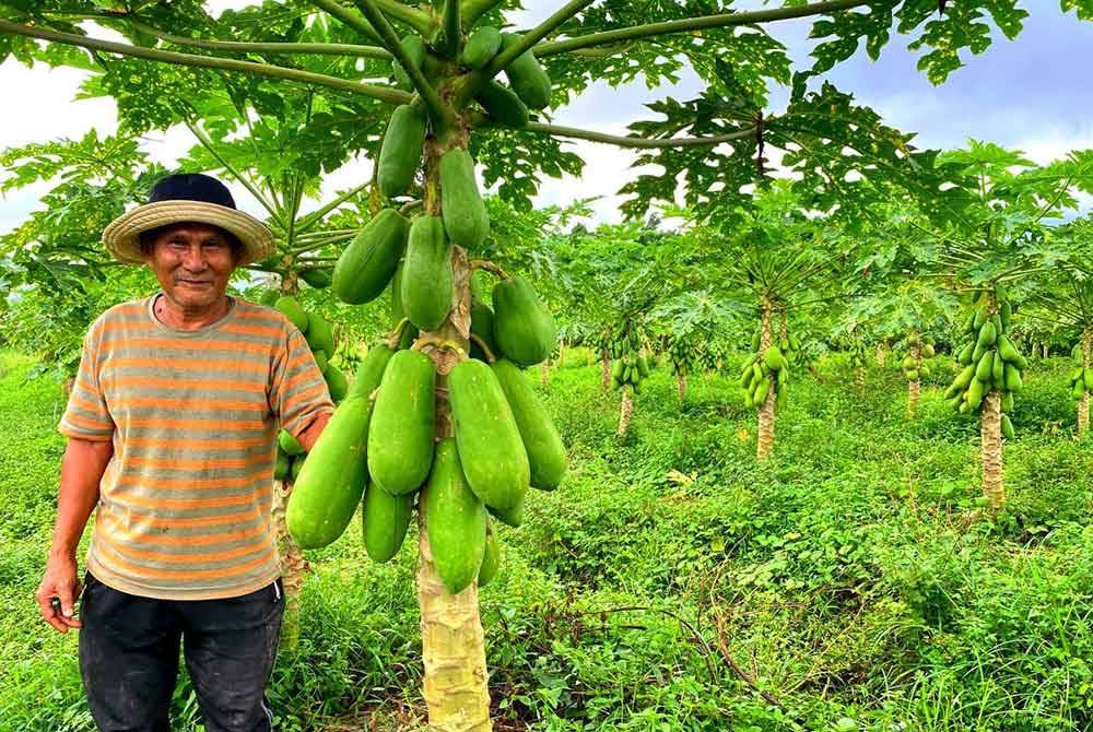 Pak Cik Ini Raih RM20,000 Sebulan Hanya Dengan Hobi Menanam Betik