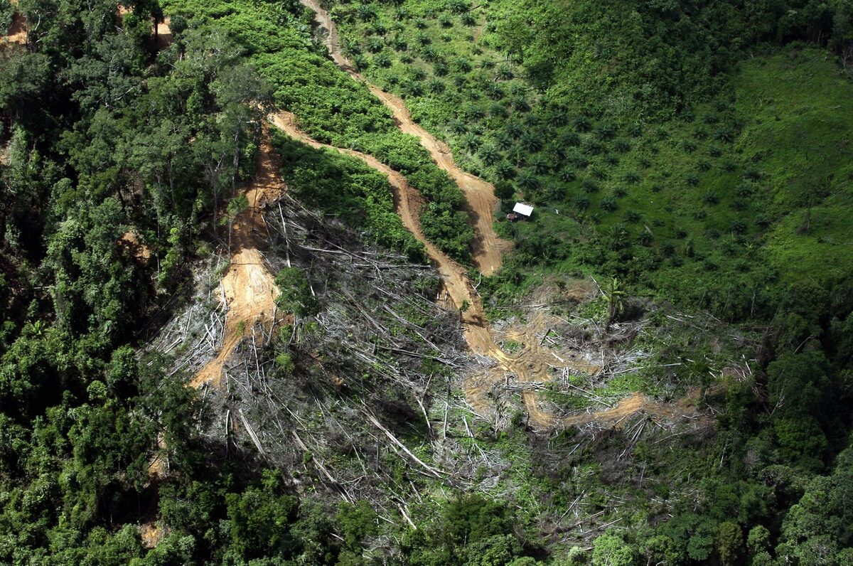 Malaysia Bakal Kehilangan 2.3 Juta Hektar Hutan Akibat Pembalakan