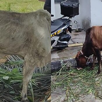 'Macam Tak Sihat Je' - Netizen Kesian Lembu Kurus Kering Dijadikan Korban