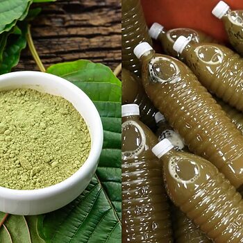 Daun Ketum Kini Bernilai RM4 Bilion Di Amerika Syarikat