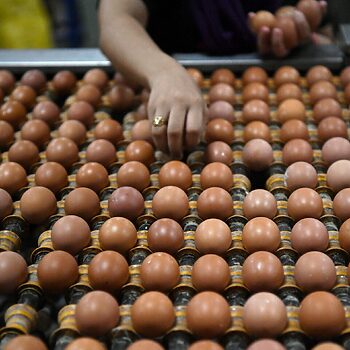 Mat Sabu: Kerajaan Pertimbang Tamatkan Subsidi Telur Ayam