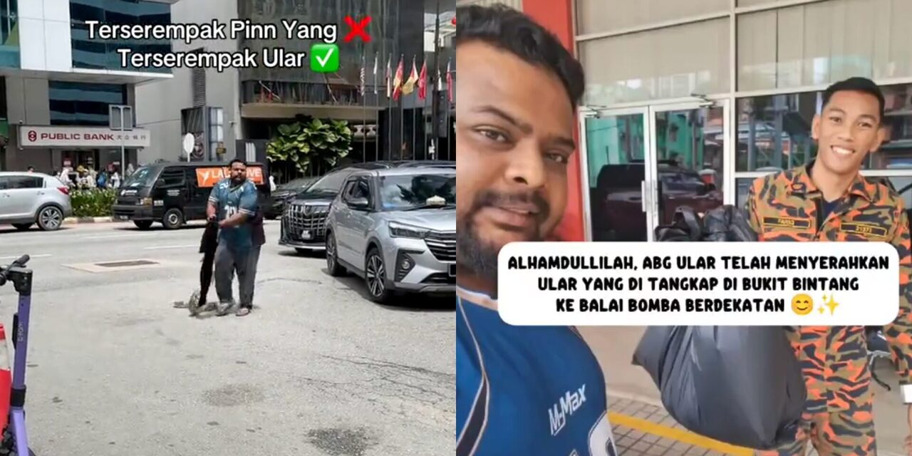 Tak Kosong, 'Abang Ular' Kongsi Sebab Nampak Profesional Tangkap Ular Sawa Di Bukit Bintang