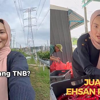 'Daripada Terbiar, Baik Usahakan' – Rafizi Ramli Kongsi Hasil Ladang Cili Bawah Pencawang TNB