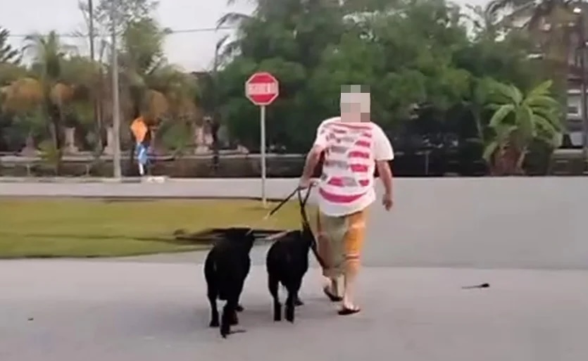 Rottweiler