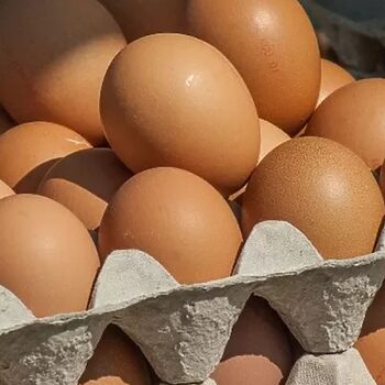 telur