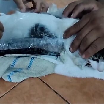 Si Bulus Ditahan Gara-Gara Jadi Keldai Dadah Di Penjara