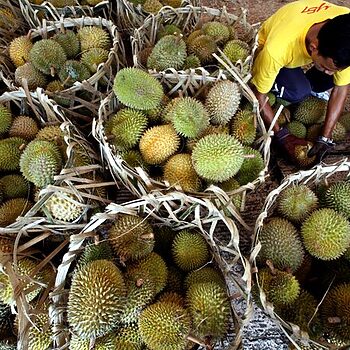 Musim Durian Di Pulau Pinang Lambat & Hasil Tak Sebanyak Biasa, Harga Bakal Naik