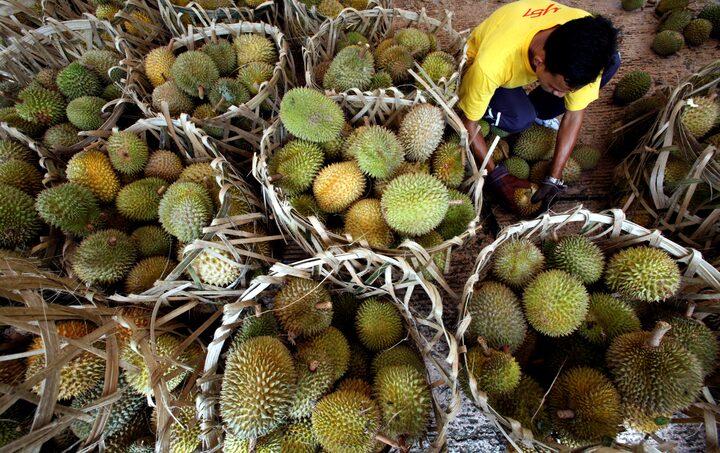 Durian