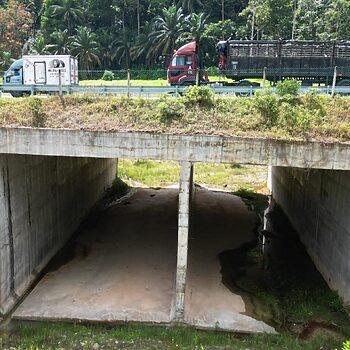 KKR Akan Pastikan ‘Terowong Hidupan Liar’ Masuk Dalam Rekaan Jalan, Lebuh Raya Baharu