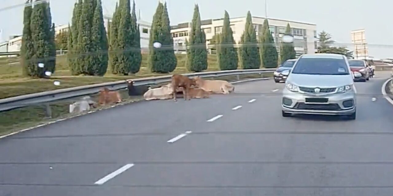 Segerombolan Lembu 'Healing' Tengah Jalan Subang Jaya