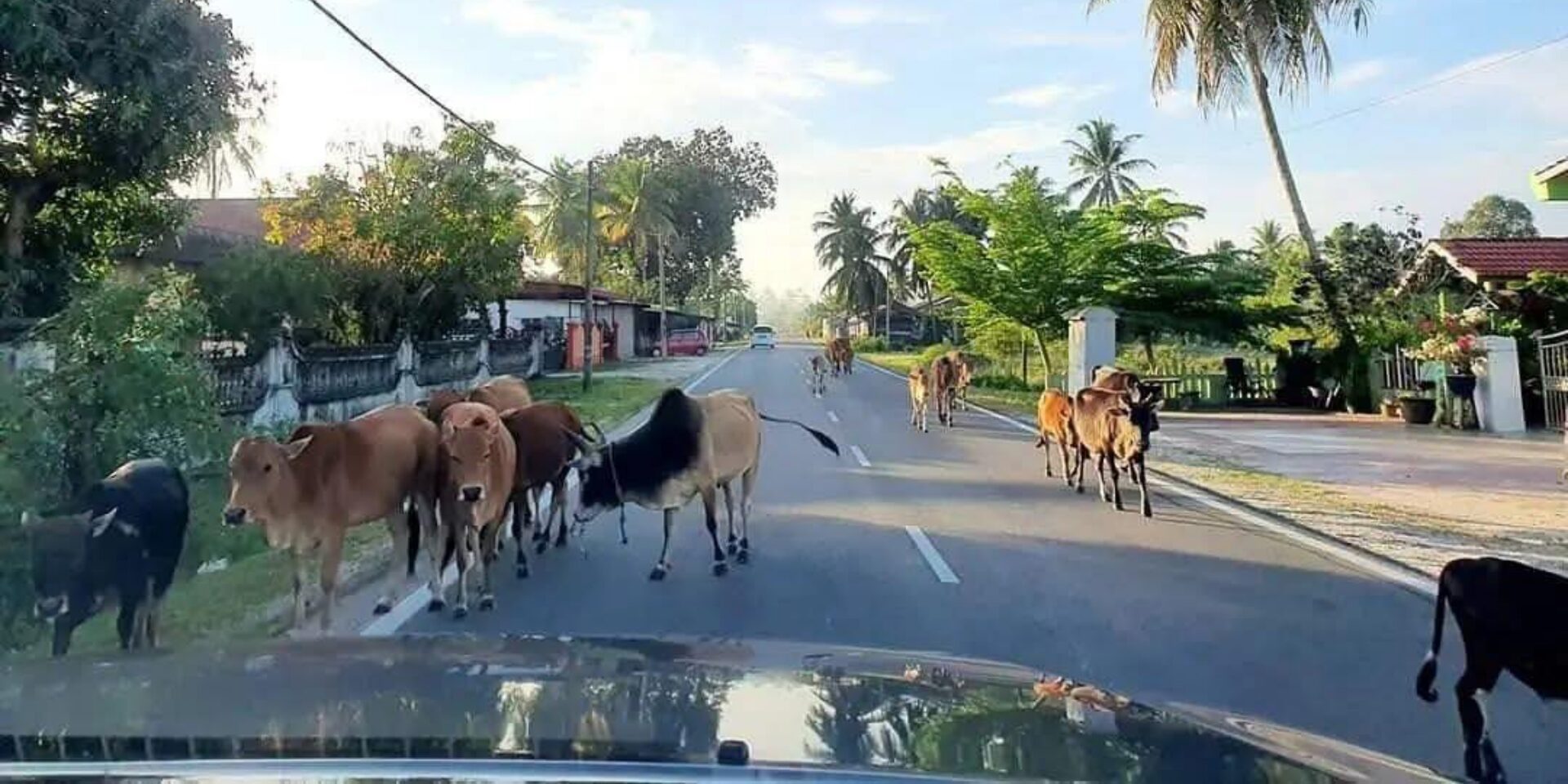 Terengganu Akan Sita, Lelong Haiwan Ternakan Berkeliaran Tanpa Cip