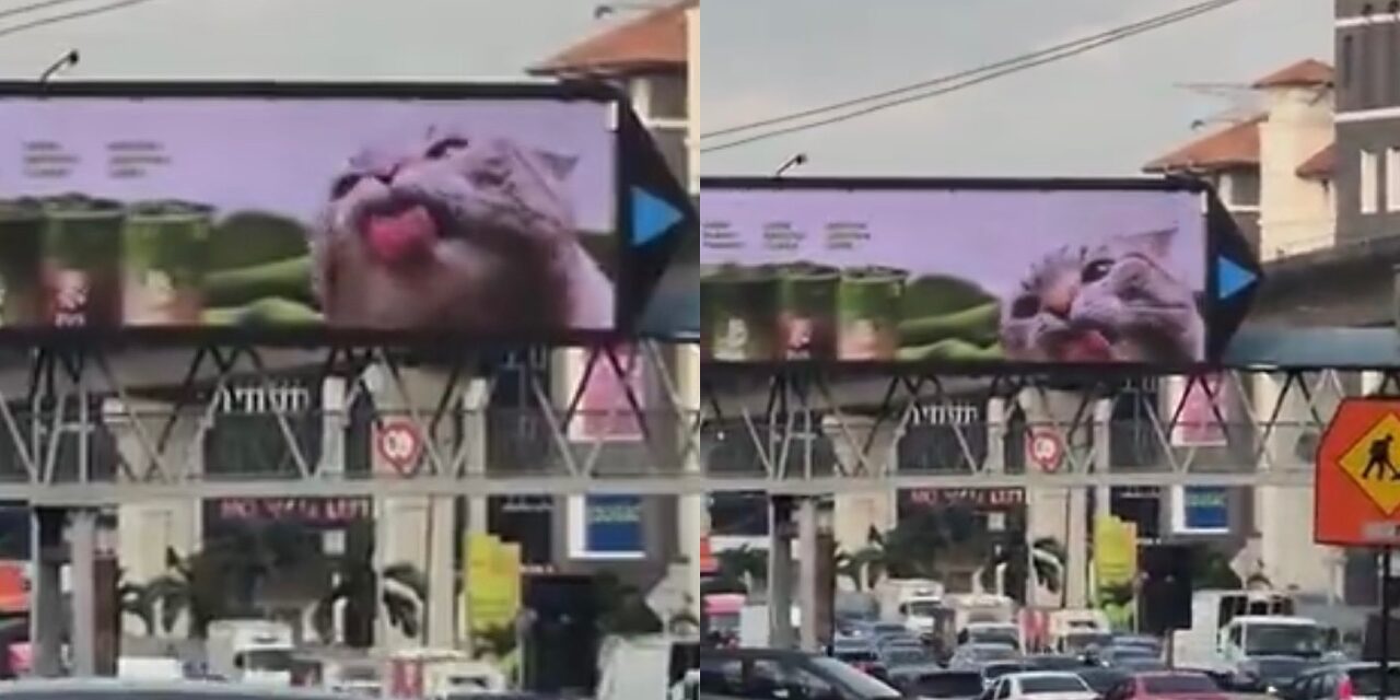 Iklan Zus Kucing Jilat Skrin Jadi Perhatian Dunia, Ramai Teringin Nak Cuba
