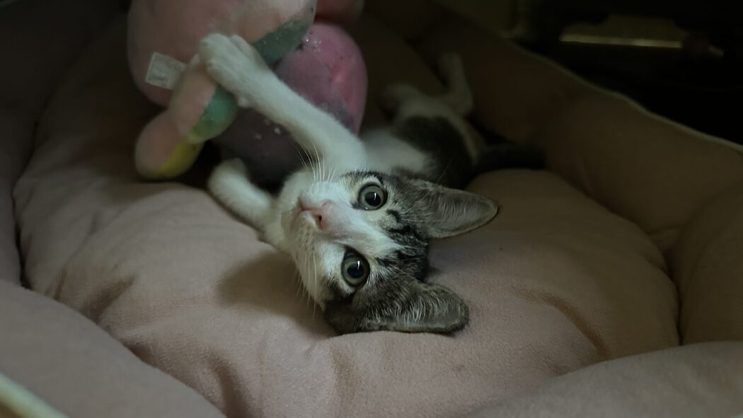 Kempen Furever Friends Mahu Orang Ramai Temui Dan Bela ‘Kucing Angkat’ 3 Furever Friends