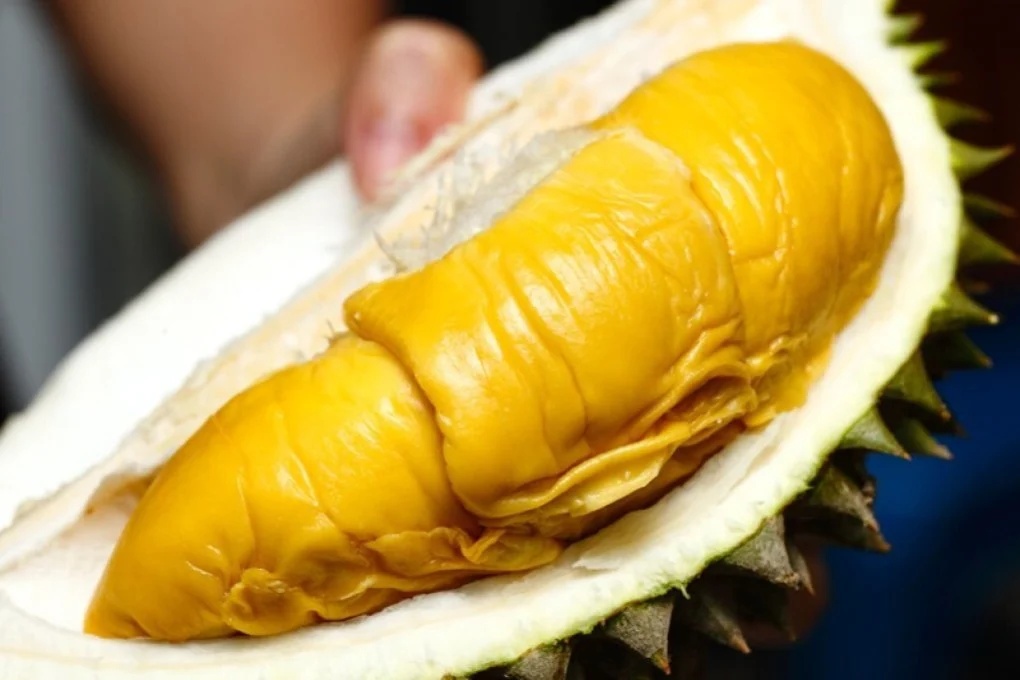 musang king