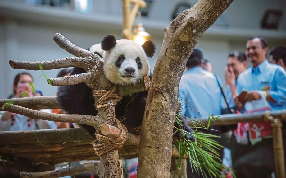 Video Panda Malaysia Berubah Jadi Agresif Di China Buat Satu Dunia Terkejut
