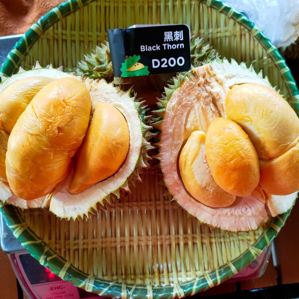 Tauke Durian Black Thorn Dari Pulau Pinang Terkejut Dapat Gelaran 'Datuk' 3 Tauke Durian Black Thorn Dari Pulau Pinang Terkejut Dapat Gelaran 'Datuk'