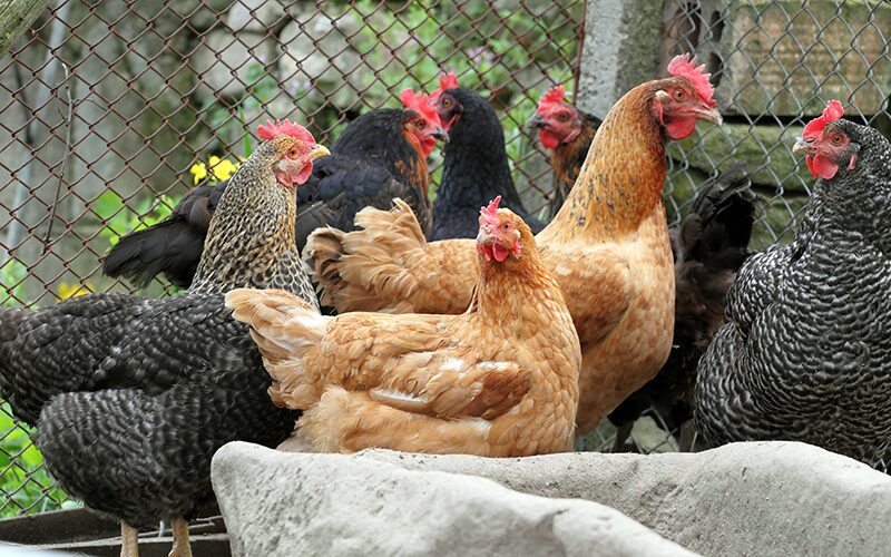 Kenapa Bill Gates Pilih Bela Ayam Jika Jatuh Miskin Ekstrem? Ini Sebabnya