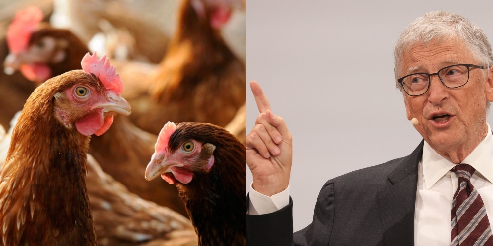 ayam