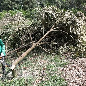 Lebih 3,000 Pokok Durian Musang King, IOI Haram Di Pahang Ditebang 4 Lebih 3,000 Pokok Durian Musang King, IOI Haram Di Pahang Ditebang
