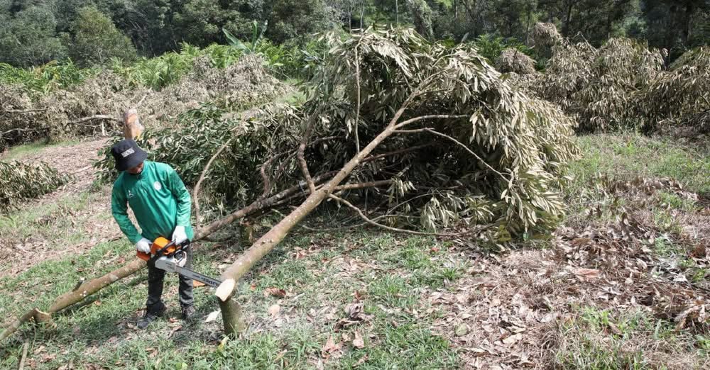 Lebih 3,000 Pokok Durian Musang King, IOI Haram Di Pahang Ditebang