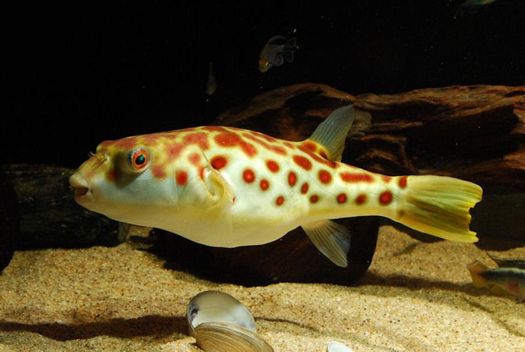 Peniaga Cari Lelaki Beli Ikan Buntal Bernilai RM1,600 Dengan Harga RM1.60 Sahaja