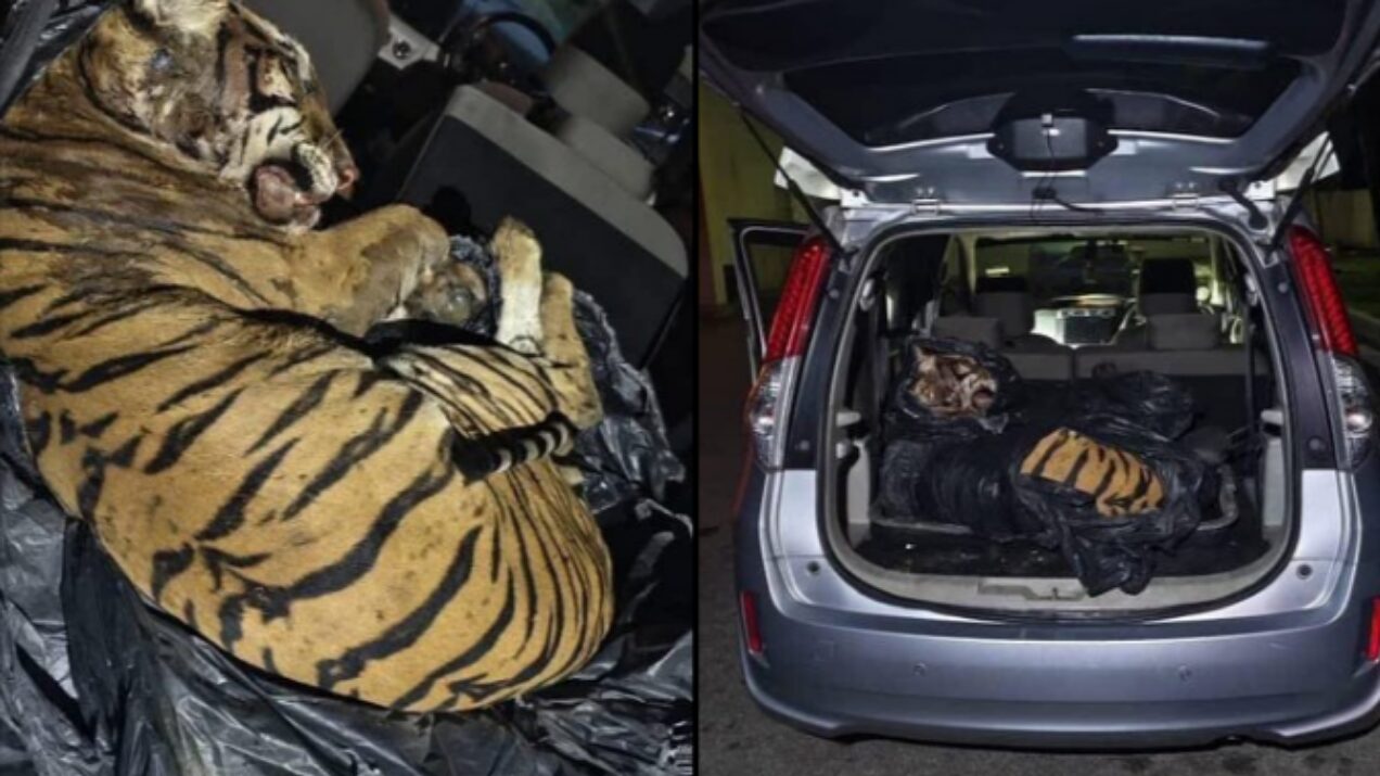 Harimau