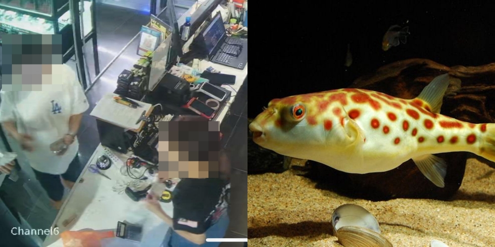Peniaga Cari Lelaki Beli Ikan Buntal Bernilai RM1,600 Dengan Harga RM1.60 Sahaja